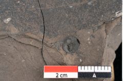 Foto (Detailansicht) von Quercus drymeja Unger (NHMW-GEO-2024-0188-7971)